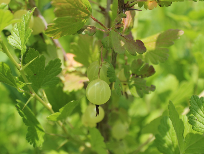 Waiting for gooseberries