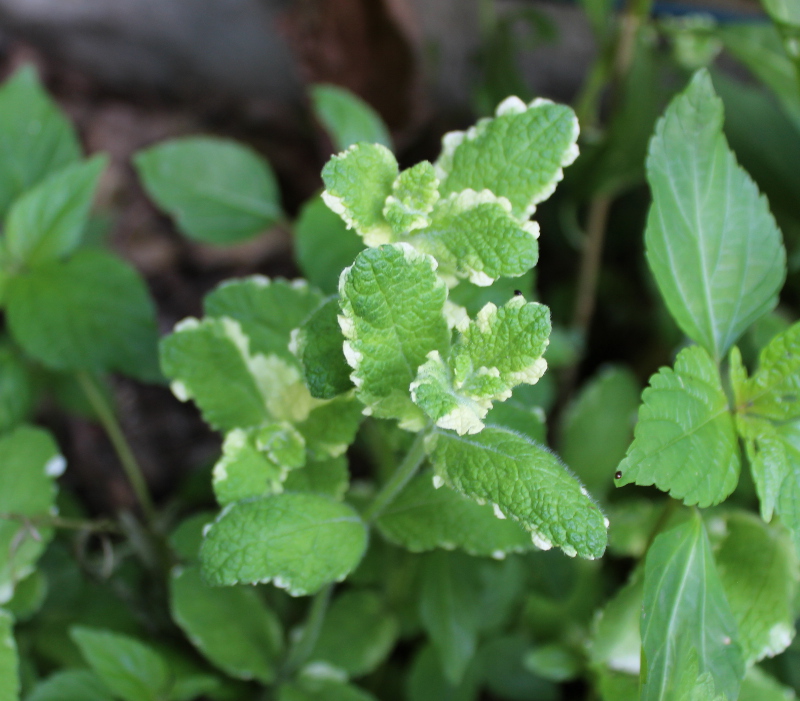 My pineapple mint doesn't mind the rain!