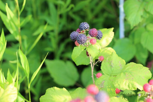 The rain has been very good for our berries. We have buckets of them!