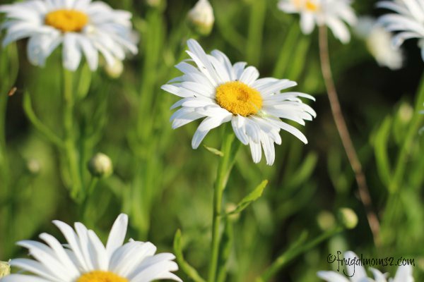 What would a Frugal Moms garden be without some daisies?
