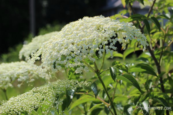 The elder flowers smell as beautiful as they look. Heavenly.
