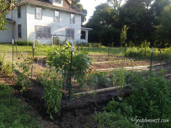 Adding chicken wire around the perimeter will help keep the critters out, I hope. But it looked so ugly I had to add flowers.