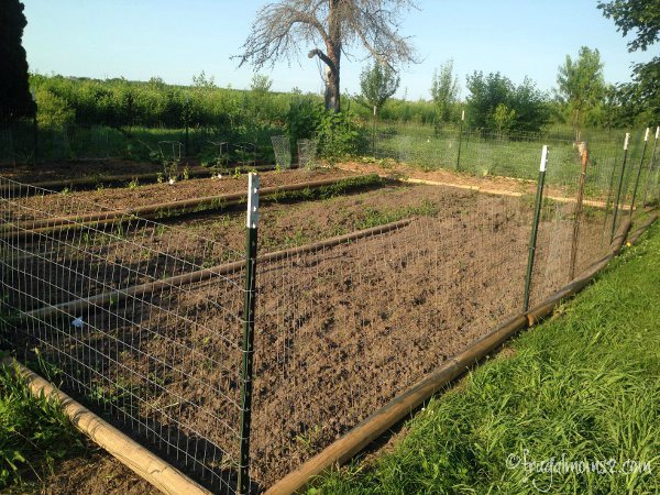 The fence looks nice, but the bunnies have already found their way through it!  This is actually less than half of the total garden area. We just can't get to it all yet. We decided to do the summer stuff here so we can get it in quickly, then work on the other part as a fall garden. Baby steps!