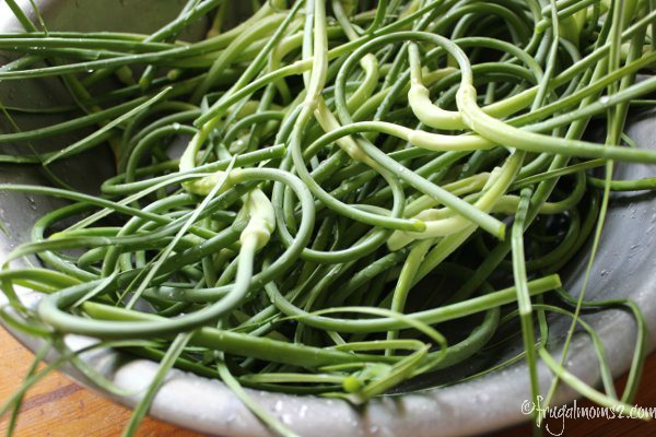 Garlic scapes have a very serpentine look to them, but they taste amazing!