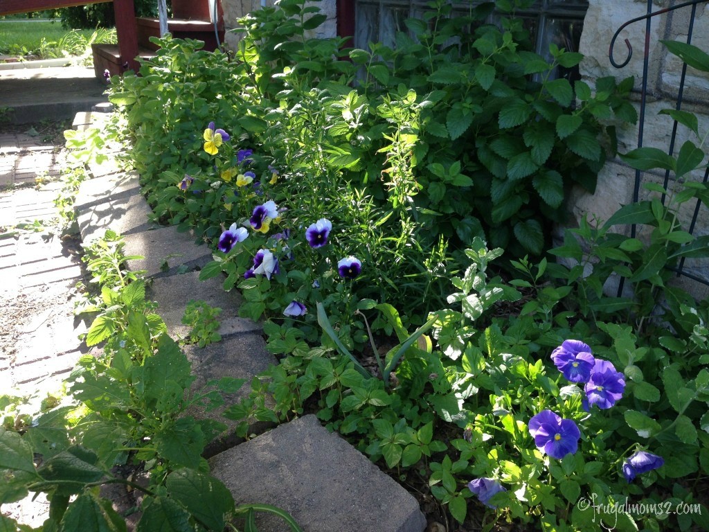 My mints and lemon balm slowly taking over the world. The pansies don't seem to mind much. (This is only one of my many mint patches!)