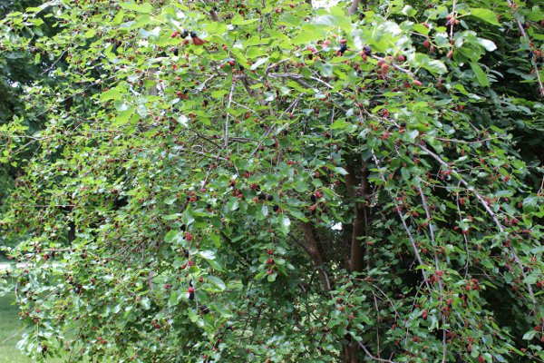 It looks like it's raining mulberries here. Sometimes it is. We have them everywhere and they are delicious!