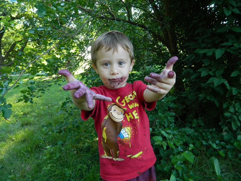 This is usually how I know  the mulberries are ready. 