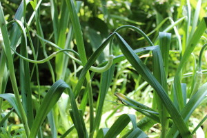 Garlic scapes look almost alien, but taste amazing!