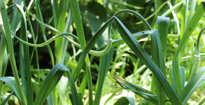 In Season: Garlic Scapes